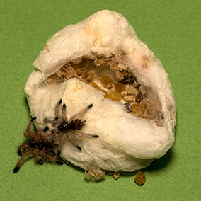 Goliath bird-eating tarantulas hatching from their silk cocoon