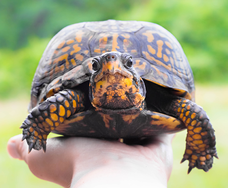 Box turtle is held on a person's hand