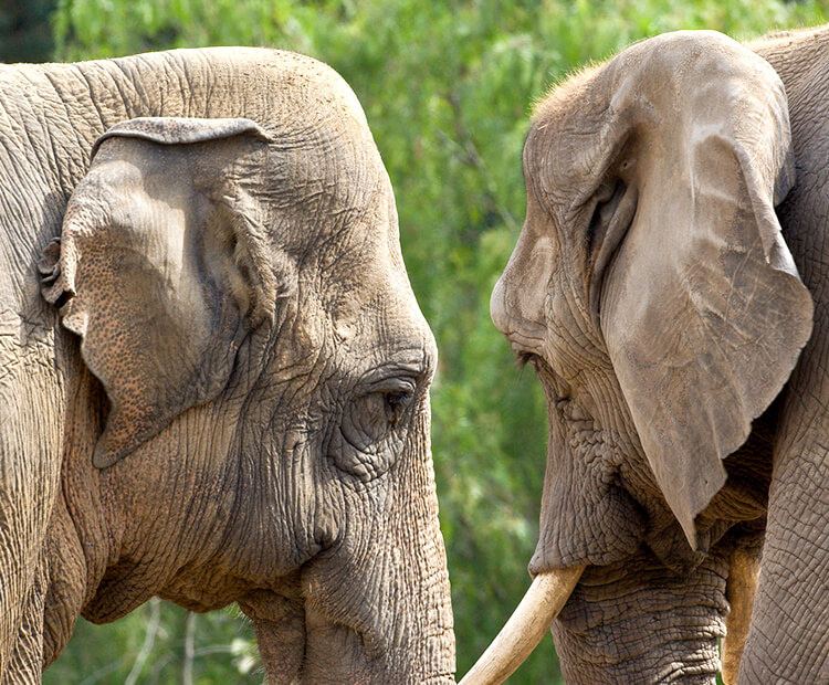 Asian elephant stand near an African elephant showing difference in ear shapes