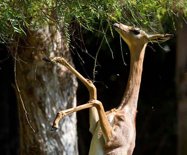 Gerenuk standing tall to eat tree leave