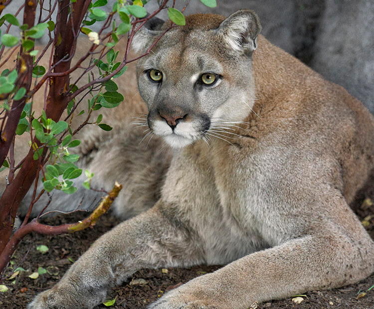 Mountain lion sitting in the shade of a shrub