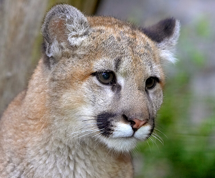 Mountain lion cub