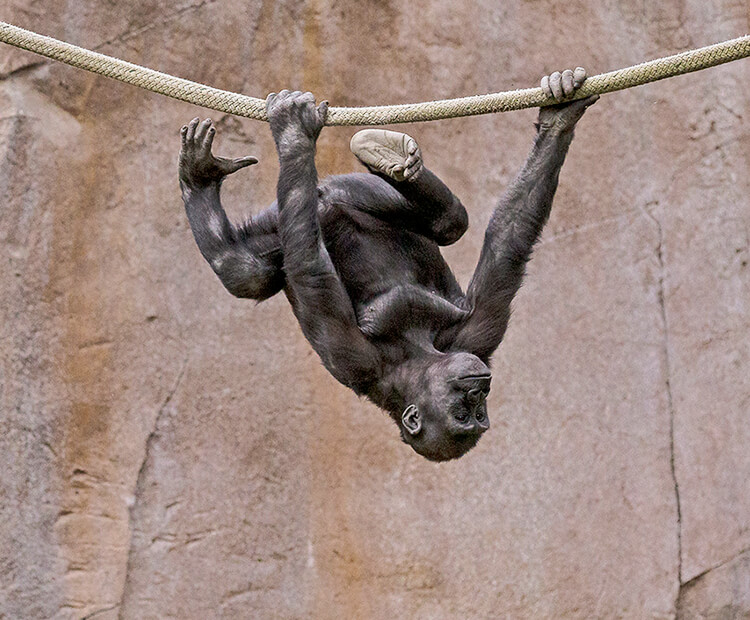 Baby gorilla climbing across rope, hanging upside down