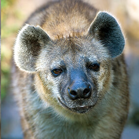 Spotted hyena displaying its rounded ears