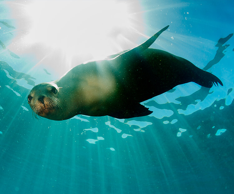 Sea lion under water