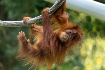 Baby orangutan holding onto ropes with arms and legs