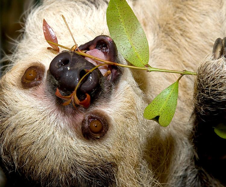 A blog-haired sloth eating leaves off of a small branch that it is holding in its claw