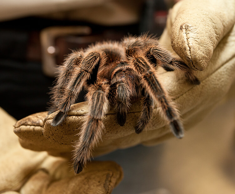 A zoo keeper holds a Chilean tarantula in her hand.