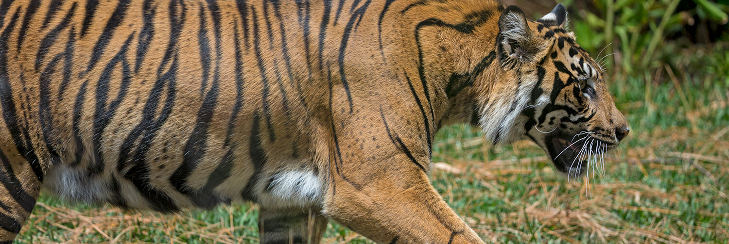 A tiger walks across grass with its jaw open.