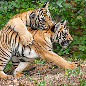 A tiger cub pounces on its sibling's back