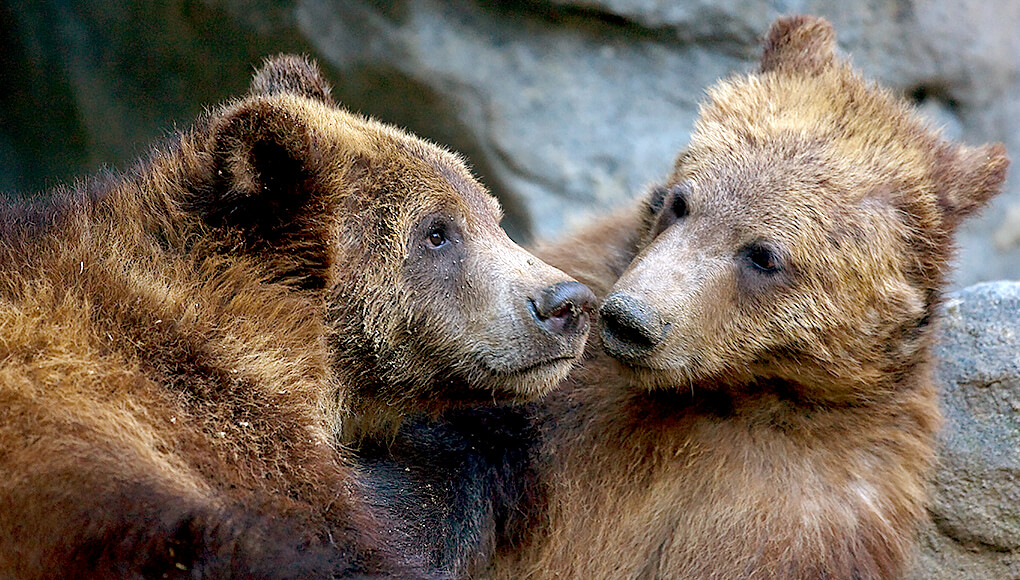 A pair of young grizzly bears