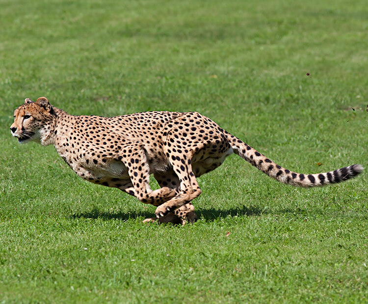 Cheetah running on green grass