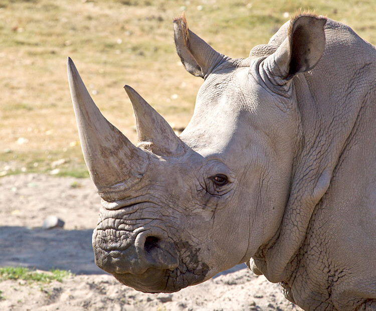 Southern white rhino close-up of two horns