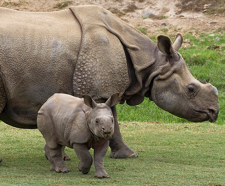 Indian Rhino mother and calf