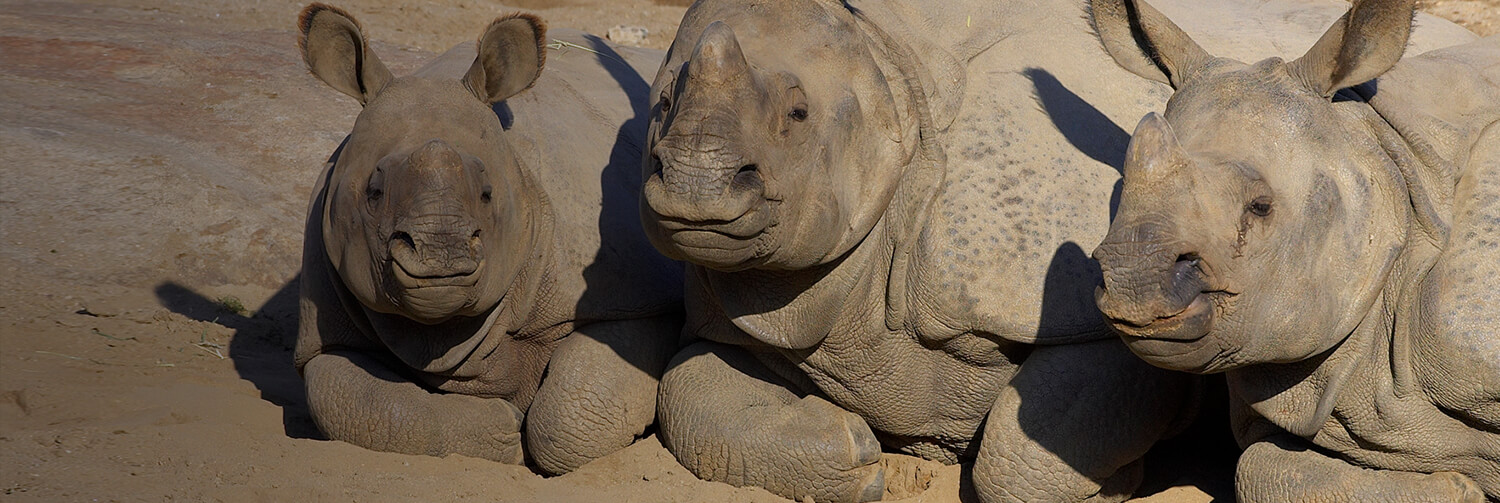 Three Indian rhinos snuggled together as they rest on the dirt