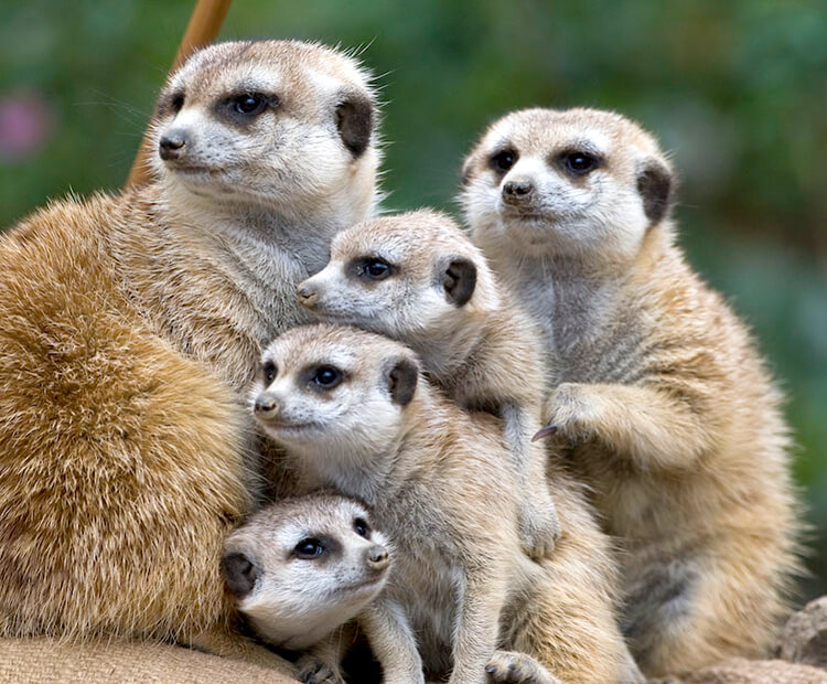 A group of five meerkats huddle together