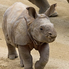 Baby Indian rhino