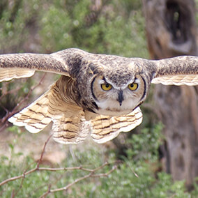 Great horned owl flying